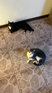 Kittens - Ad posted by Caitlin