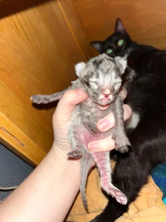 Kittens - Ad posted by Caitlin