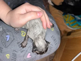 Kittens - Ad posted by Caitlin