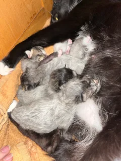 Kittens - Ad posted by Caitlin