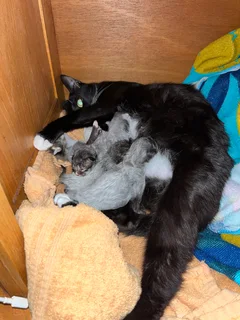 Kittens - Ad posted by Caitlin