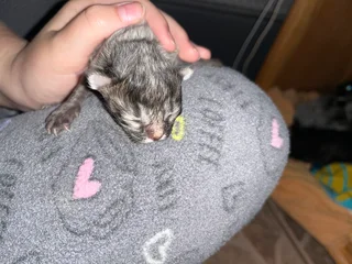 Kittens - Ad posted by Caitlin