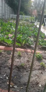 Gardener looking for work.