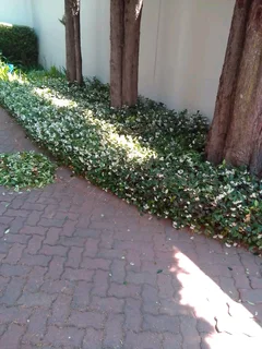 Gardener looking for work