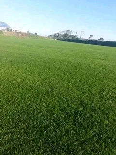 Fresh grass