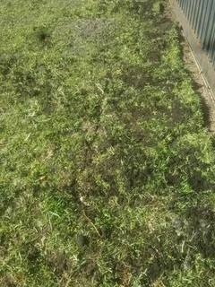 Kikuyu grass