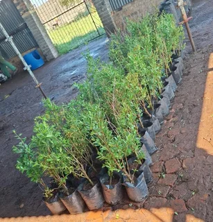 Pomegranate treesx100 trees