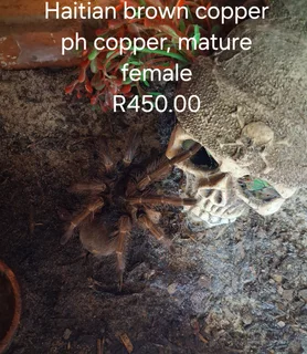 Tarantulas - Ad posted by Antoinette Schenck