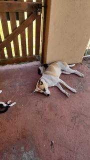 Pets looking for a good home