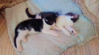 Pets looking for a good home