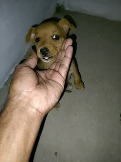 Puppies For Sale Last 2 To Go R300