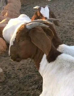 Boerbok for sale