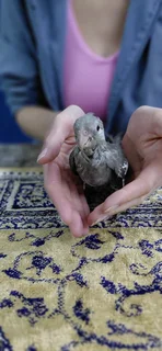 Tame Baby Cockatiels for Sale – R1800