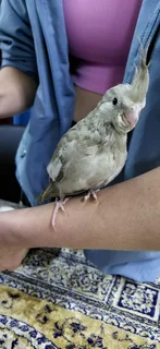 Tame Baby Cockatiels Available!