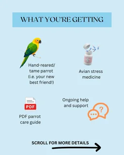 Tame Baby Cockatiels for Sale – R1800