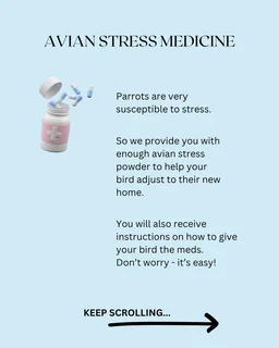 Tame Baby Cockatiels for Sale – R1800