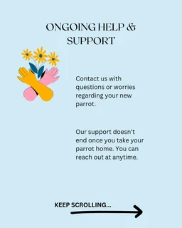 Tame Baby Cockatiels for Sale – R1800