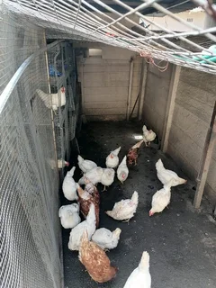 Laying hens