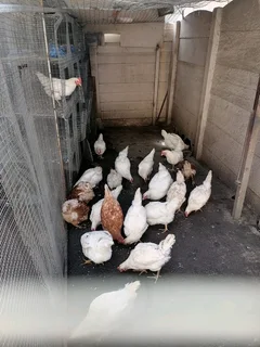 Laying hens