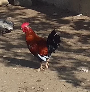 Bosch Chickens For Sale