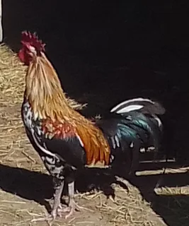 Bosch Chickens For Sale