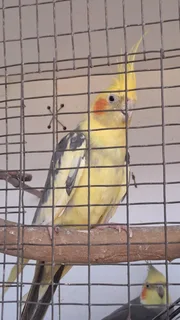 Cockatiel&#39;s - Ad posted by Tristin Lucas
