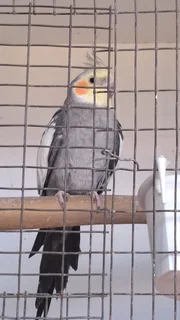 Cockatiel&#39;s - Ad posted by Tristin Lucas