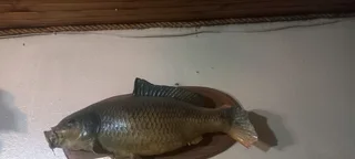 Trophy mounted nice for fisherman..