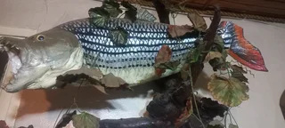 Trophy mounted nice for fisherman..