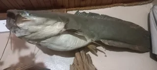 Trophy mounted nice for fisherman..