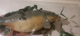 Trophy mounted nice for fisherman..