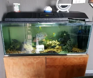 Fish tanks, help setting up if required