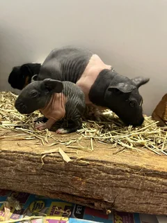 Guinea pigs and Skinny pigs