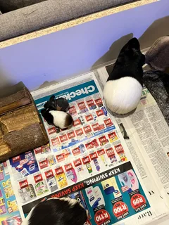 Guinea pigs and Skinny pigs