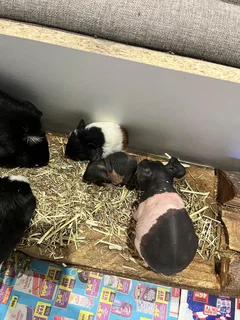 Guinea pigs and Skinny pigs