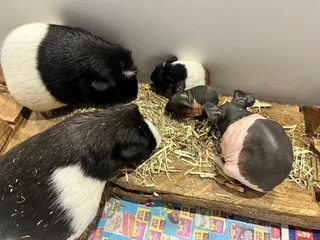 Guinea pigs and Skinny pigs