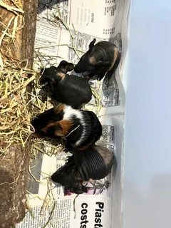 Guinea pigs and Skinny pigs