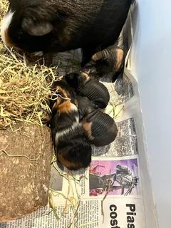 Guinea pigs and Skinny pigs