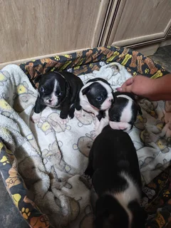 Boston Terrier Puppies