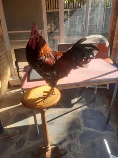 Speckled Sussex Free Range Chickens