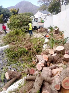 Tree Removals ,Trimming and Tree Removals