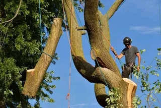 Tree Removals ,Trimming and Tree Removals