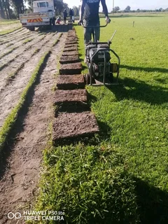 Good Quality Kikuyu, Buffalo, L&#39;m Berea  ,Brown Stones  ,Topsoil, Wood Chips And River Stone