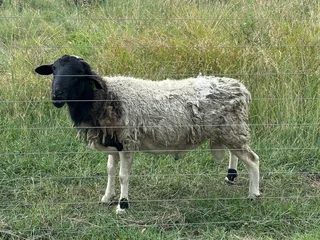 Large Dorper Ram Sheep for sale