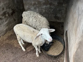 White Dorper ram for sale