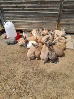 Rabbits - Ad posted by Thabiso Ncube