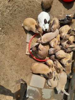 Rabbits - Ad posted by Thabiso Ncube