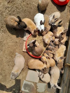 Rabbits - Ad posted by Thabiso Ncube