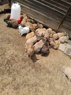 Rabbits - Ad posted by Thabiso Ncube