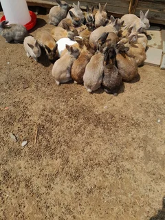Rabbits - Ad posted by Thabiso Ncube